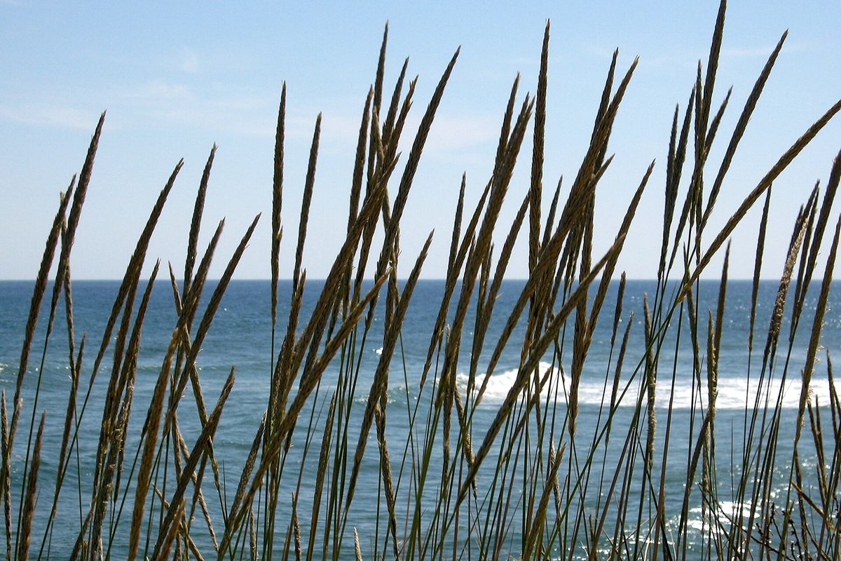 Dune grass against the sea at Artola