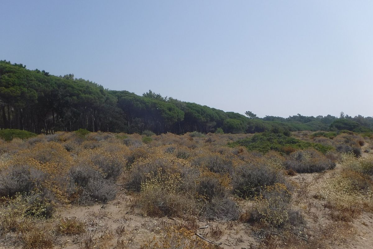 The dunes and stone pines behind El Saladillo beach