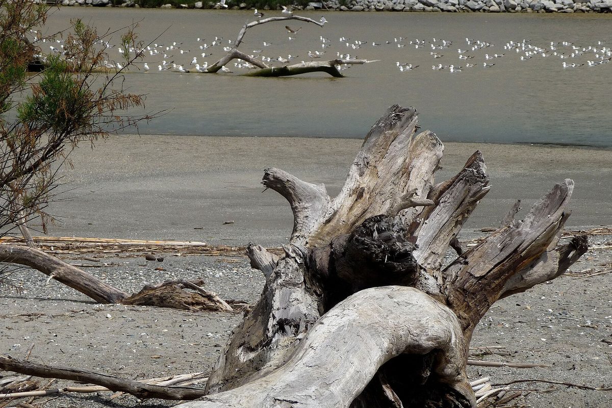 Driftwood and gulls at the mouth of the Guadiaro